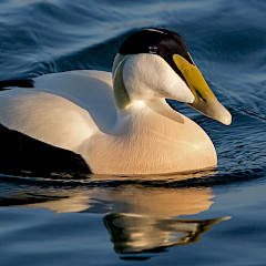 Common Eider.