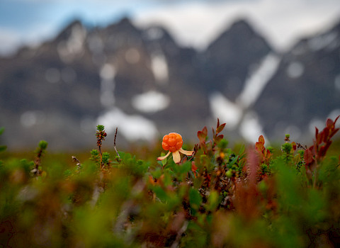 Cloudberry