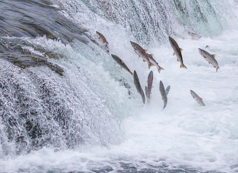 Jumping salmon