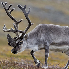 Caribou