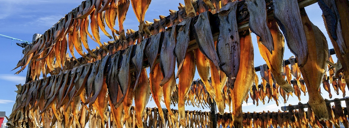 Cod drying.