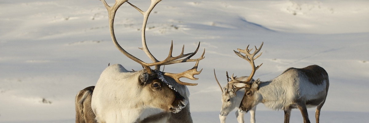 Reindeer herd