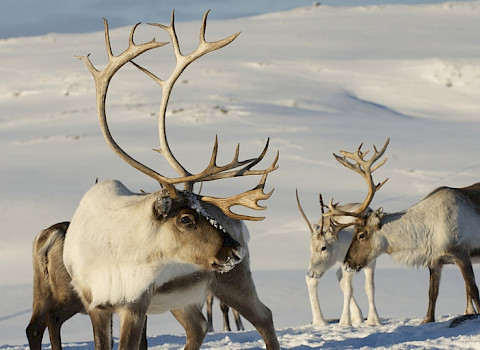 Reindeer herd