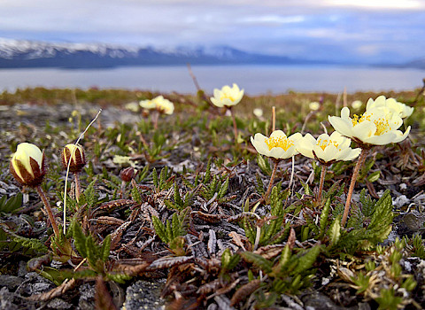 Dryas flowers near Tromsø, Norway. These  flowers are featured in the logo of UArctic. Credit: UArctic