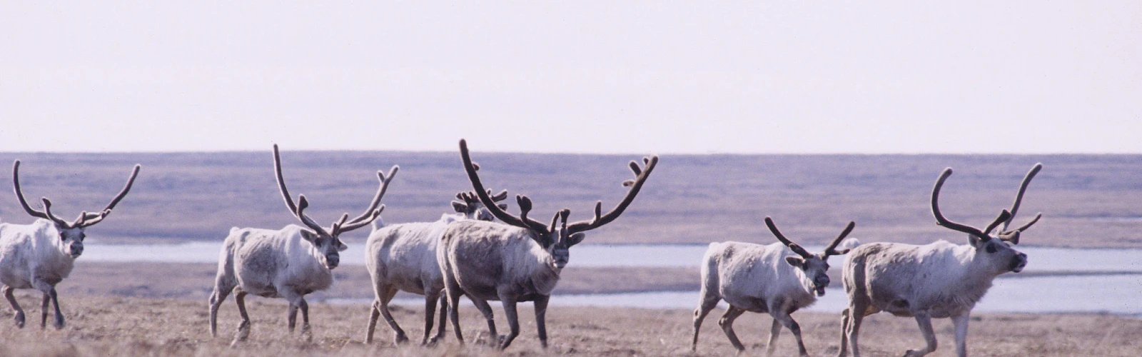 Allen Shimada, NOAA/NMFS/OST/AMD